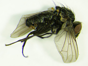Яровая муха